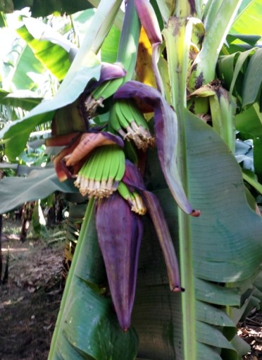 IMG_1948 (582x800)-2