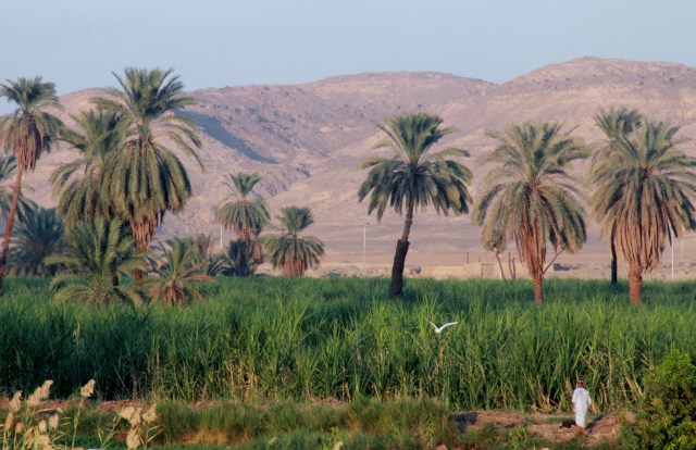 Sugar Cane Fields with the Valley of the Kings in the Background