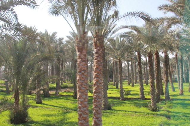Palm Tree Plantation near Sakkara