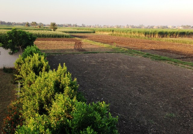 Sugar Cane Fields on the West Bank near Luxor