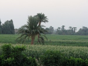 Sugar Cane Fields near the Valley of the Kings