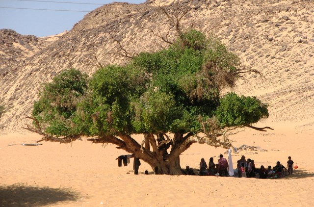 A Thousand Year old Tree offering relief from the sun 