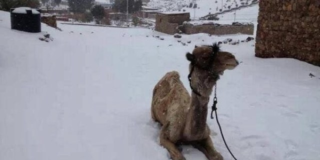 Snow Falls In Cairo For The First Time In More Than 100 Years[1]