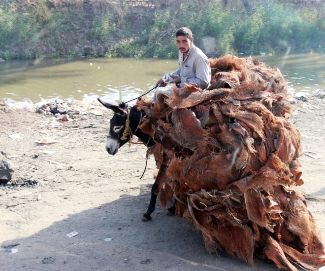 Transporting Bark of Palm Trees