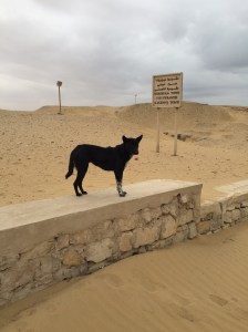 Is this dog visiting his ancestors? I photographed him in the Saqqaua area where the tombs were found